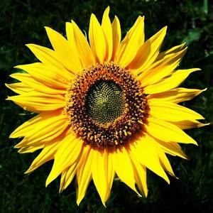 Meet your Posher, Amiyah